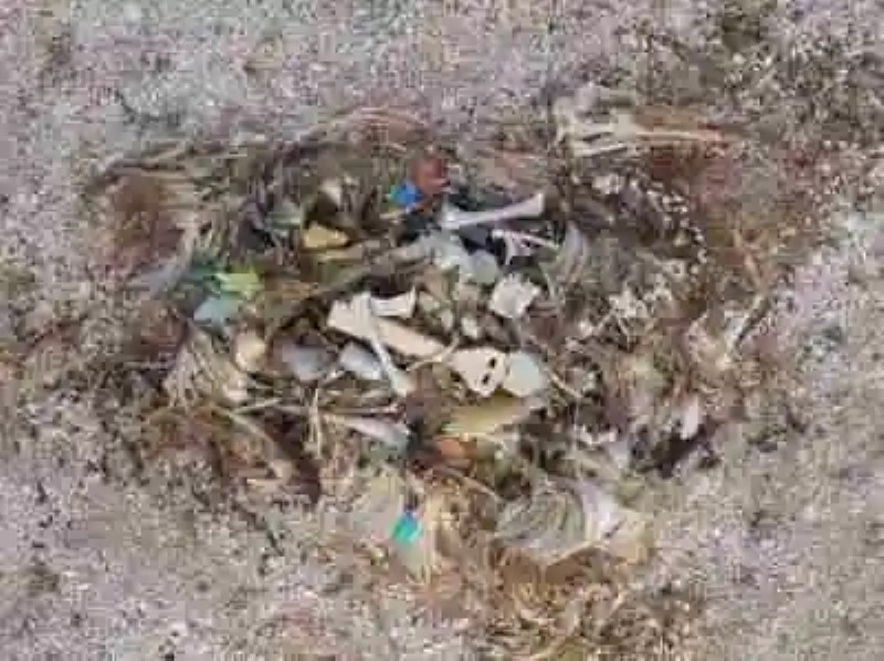 Las consecuencias de la basura en las playas