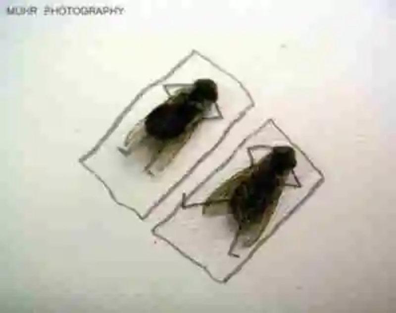 Cuando las moscas muertas son las modelos del fotógrafo