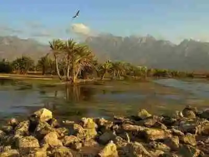 Planeta insólito. La isla de Socotra