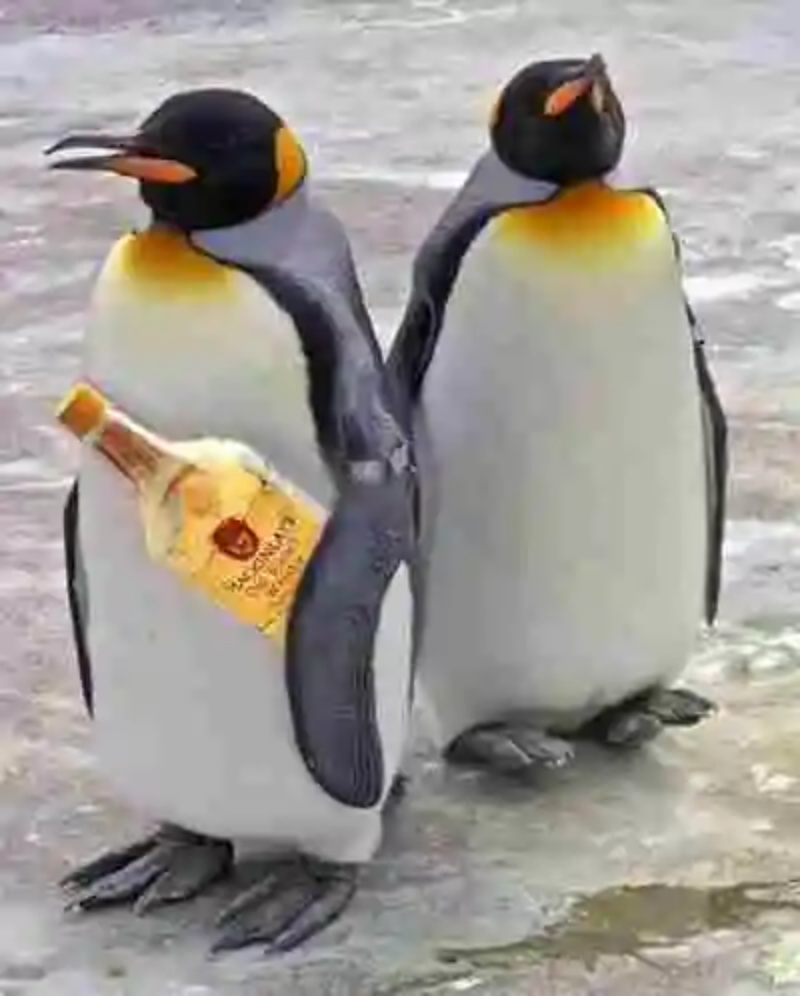 Expedición a la Antártida en busca de… ¡whisky!!