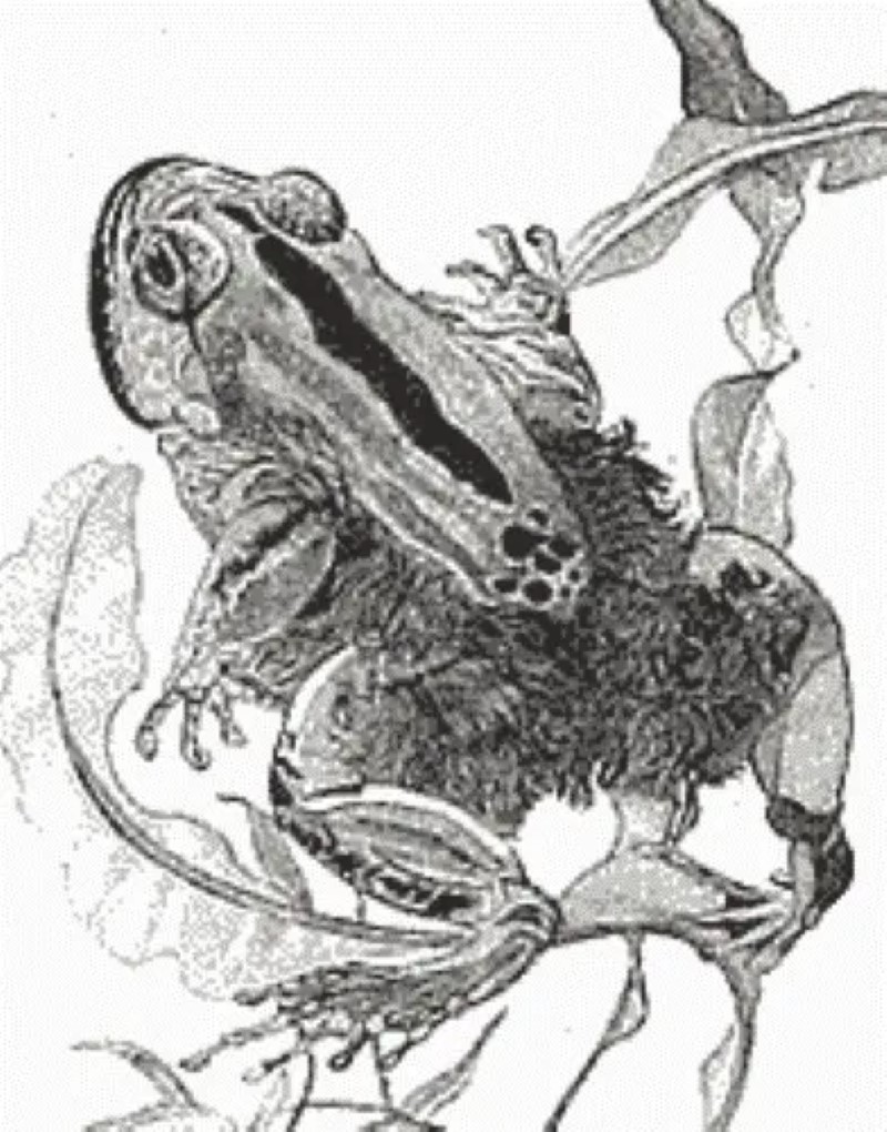 Trichobatrachus robustus, la rana peluda