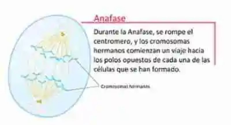 La anafase
