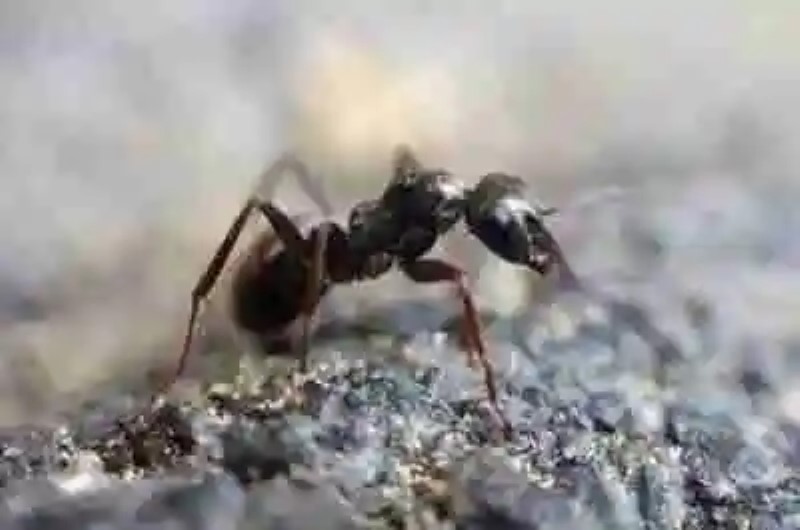 Datos sorprendentes sobre las hormigas