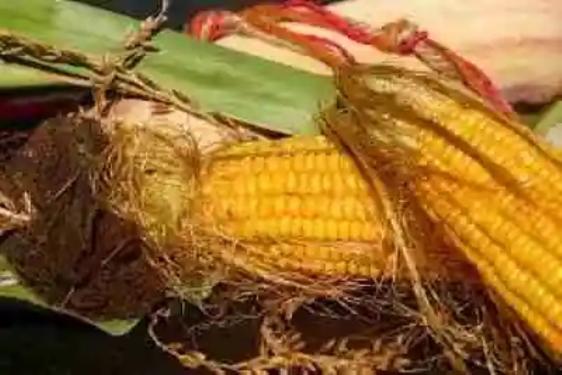 Propiedades curativas de los pelos del maíz