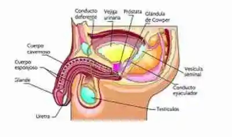 Partes del aparato reproductor masculino