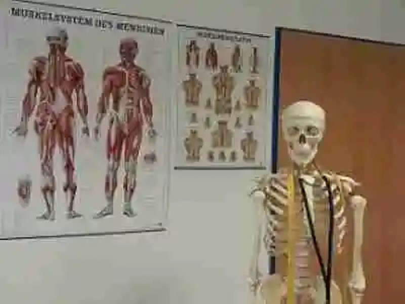 Partes del sistema muscular