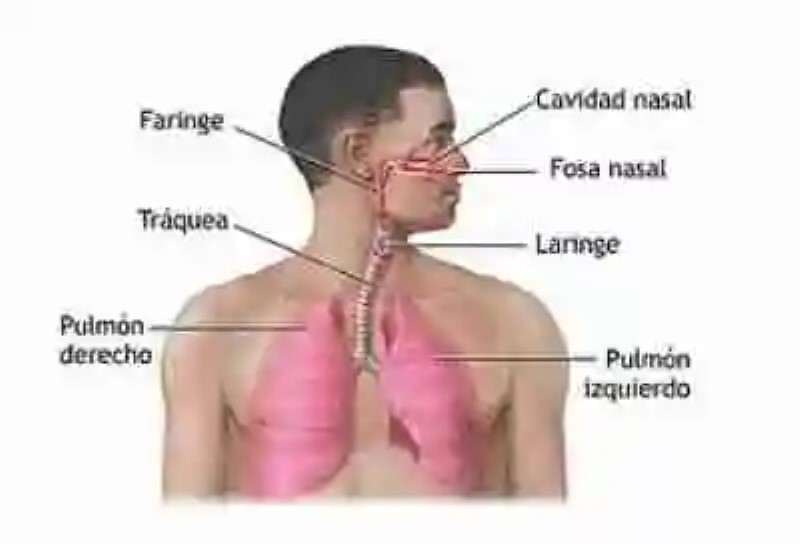 Ejemplos de sistemas respiratorios
