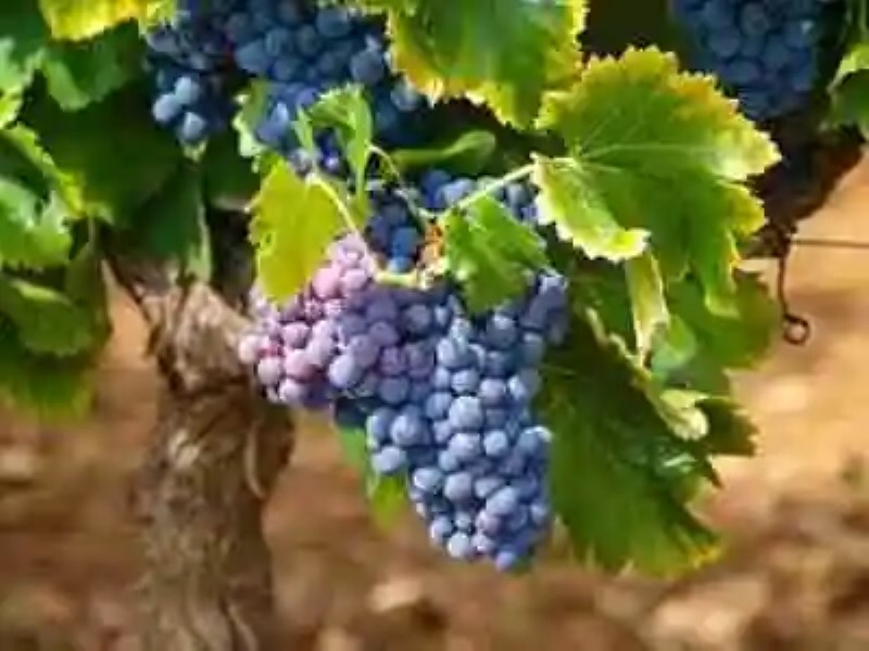 Propiedades curativas de la uva