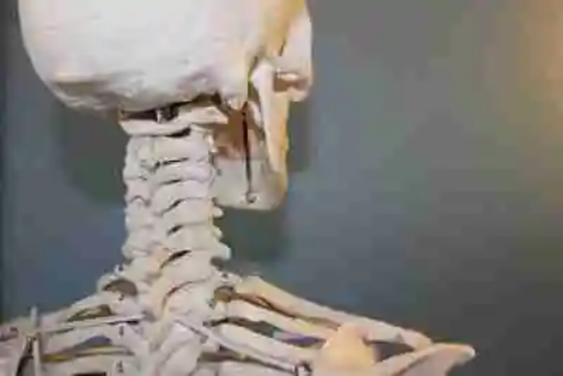 Clasificación de las vertebras