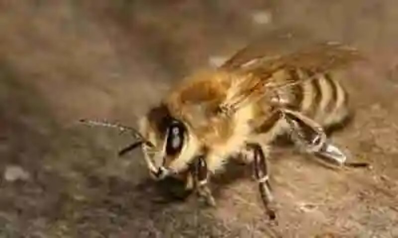 Curiosidades de las abejas