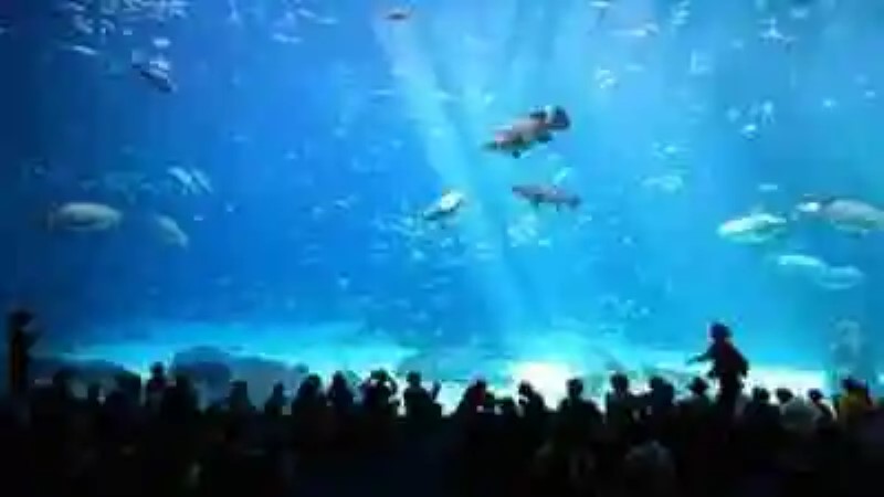 Los acuarios más asombrosos del mundo