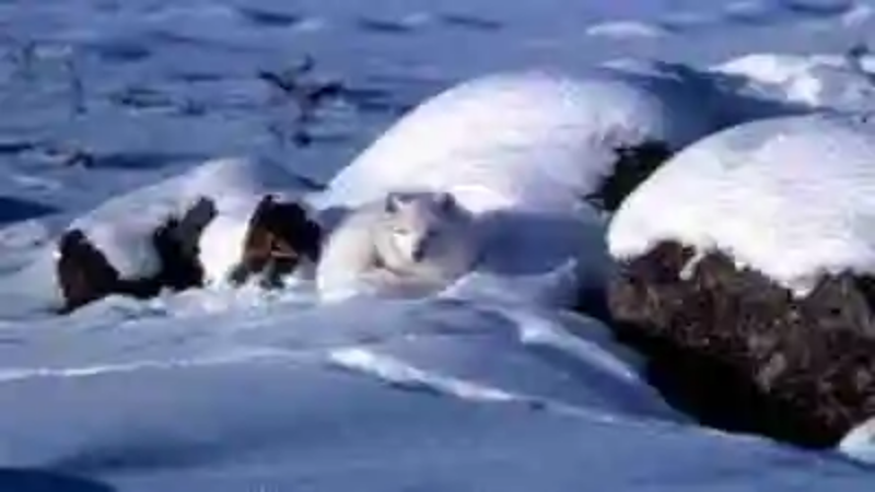 Los animales más peligrosos del ártico