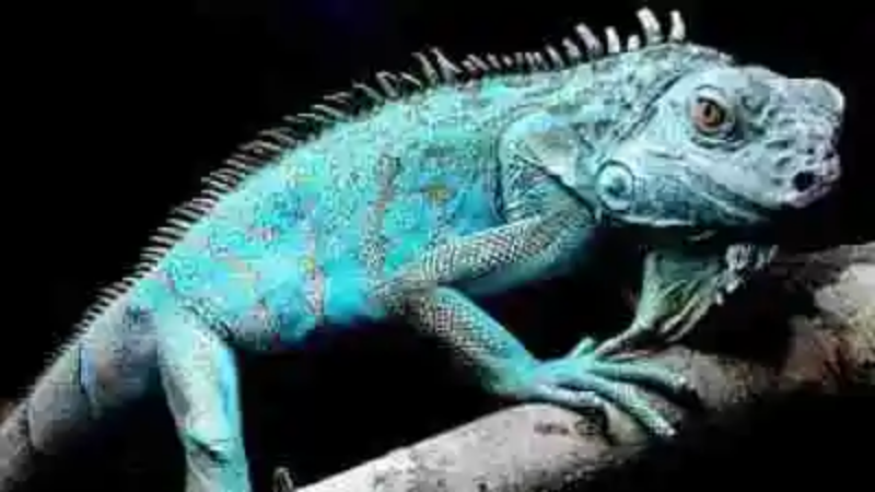 Los animales azules más sorprendentes del mundo