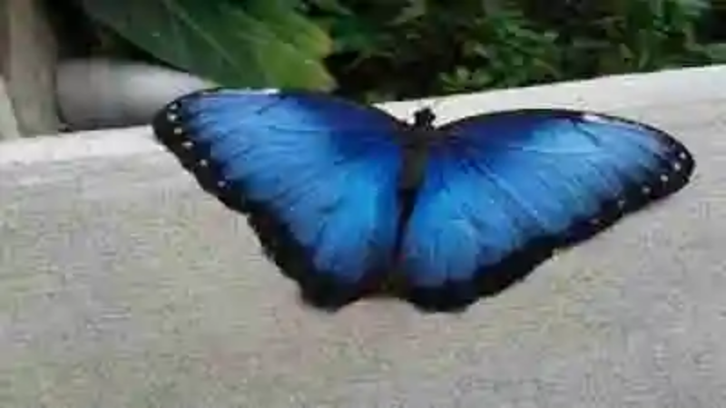Los animales azules más sorprendentes del mundo