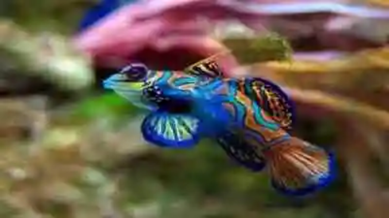 Los animales más coloridos del mundo