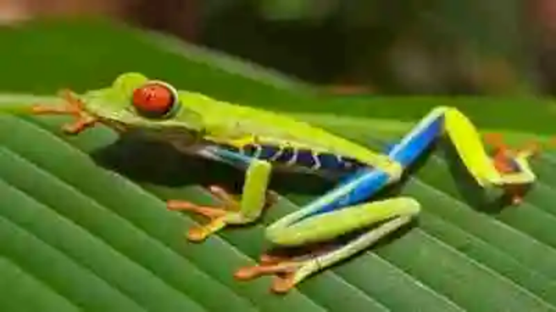 Los animales más coloridos del mundo