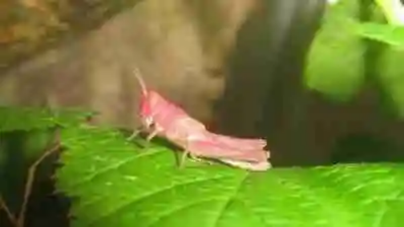 Los animales más rosados del mundo