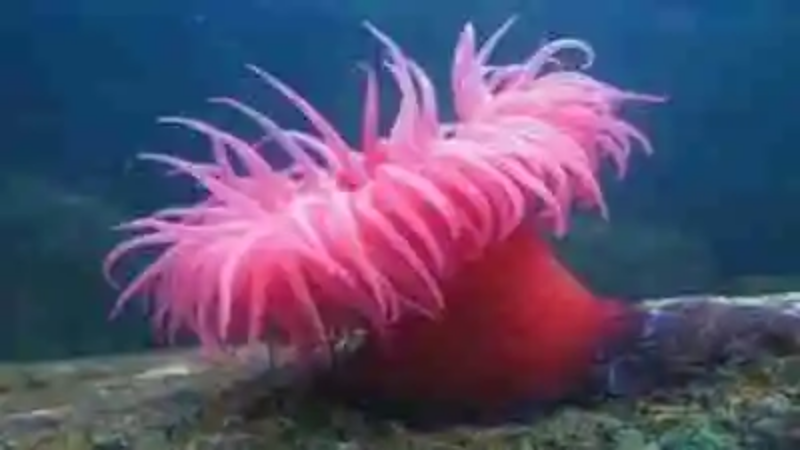 Los animales más rosados del mundo