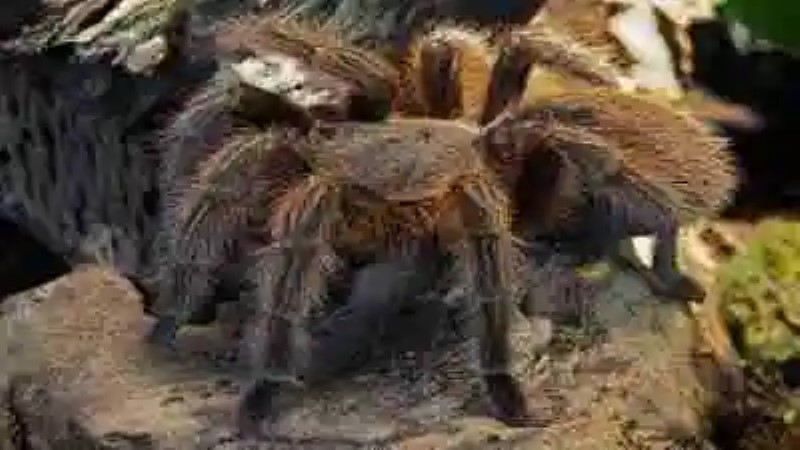 Las arañas más grandes del mundo