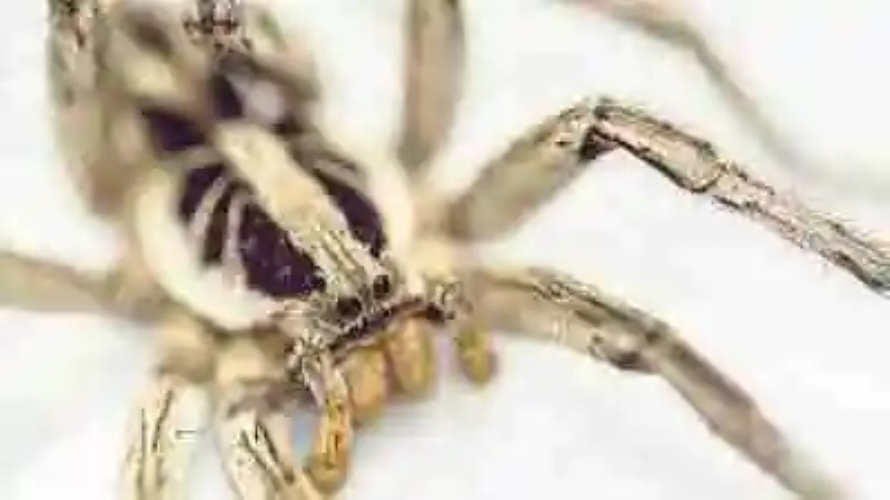 Las arañas más venenosas del mundo