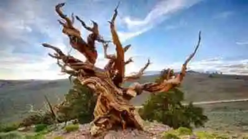 Los árboles más raros del mundo