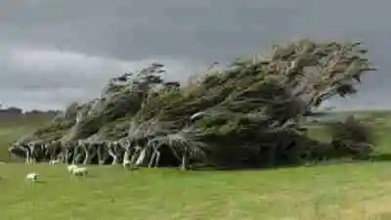 Los árboles más raros del mundo