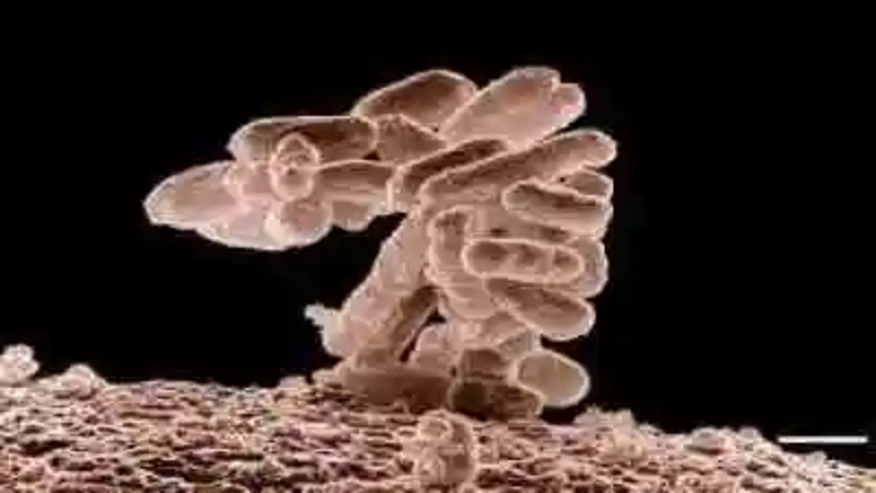 Las bacterias más peligrosas del mundo