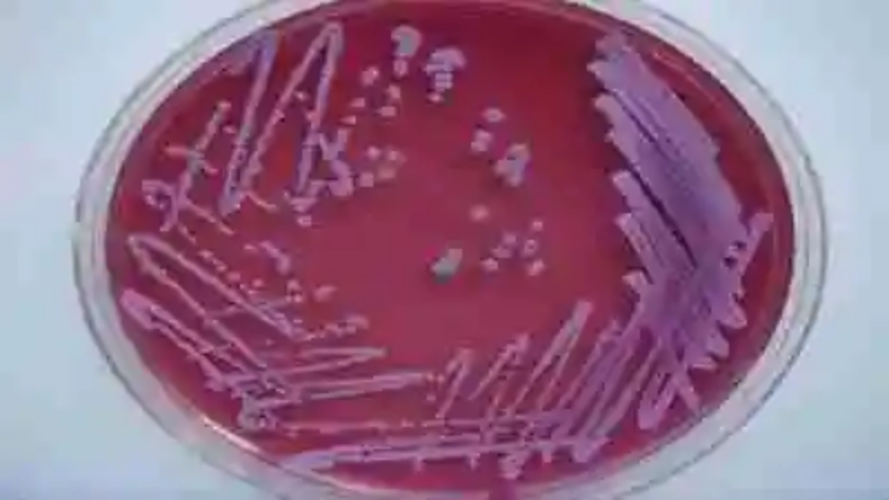 Las bacterias más peligrosas del mundo