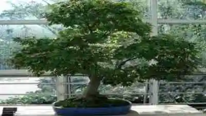 Los mejores bonsáis del mundo