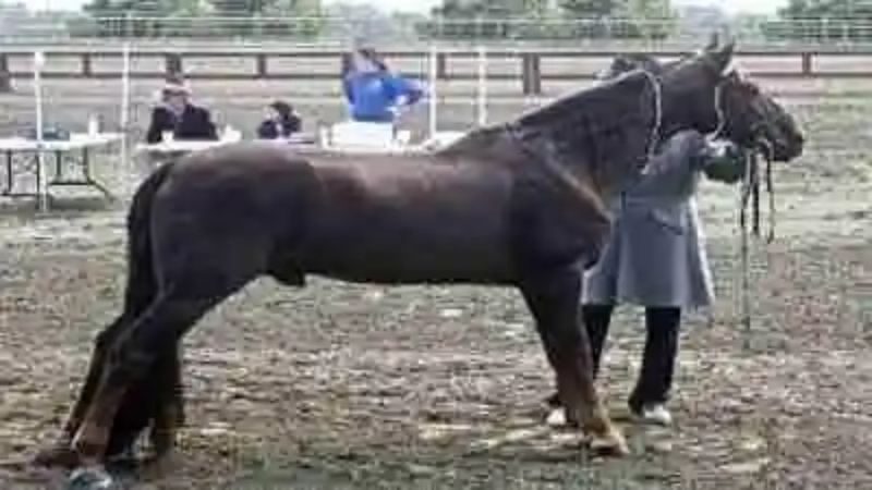 Las razas de caballos más finas del mundo