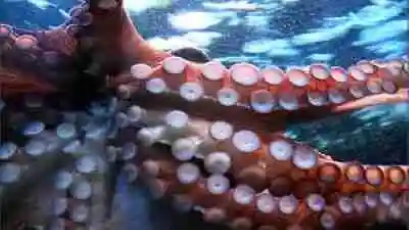 El calamar más grande del mundo
