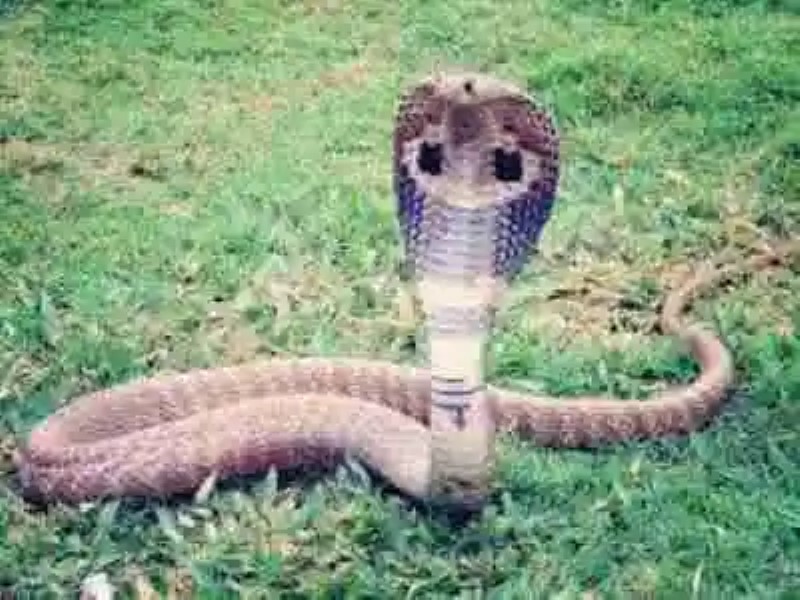 Las serpientes más peligrosas del mundo