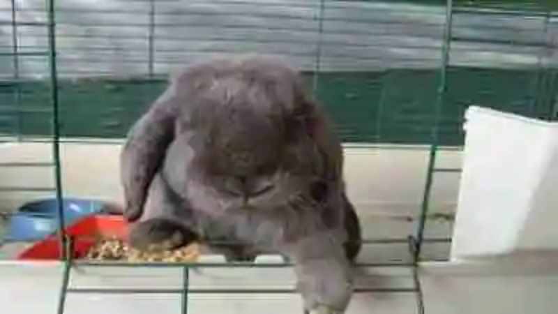 Las razas de conejos más adorables del mundo