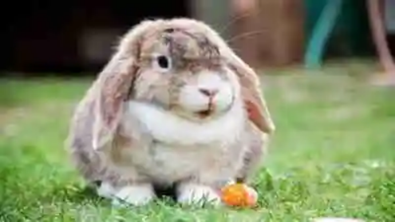 Las razas de conejos más adorables del mundo