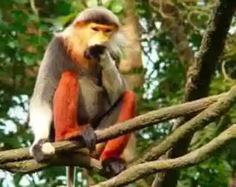 Los monos más raros del mundo