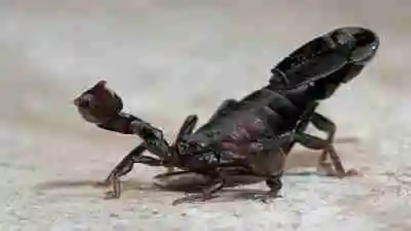El escorpión más grande del mundo
