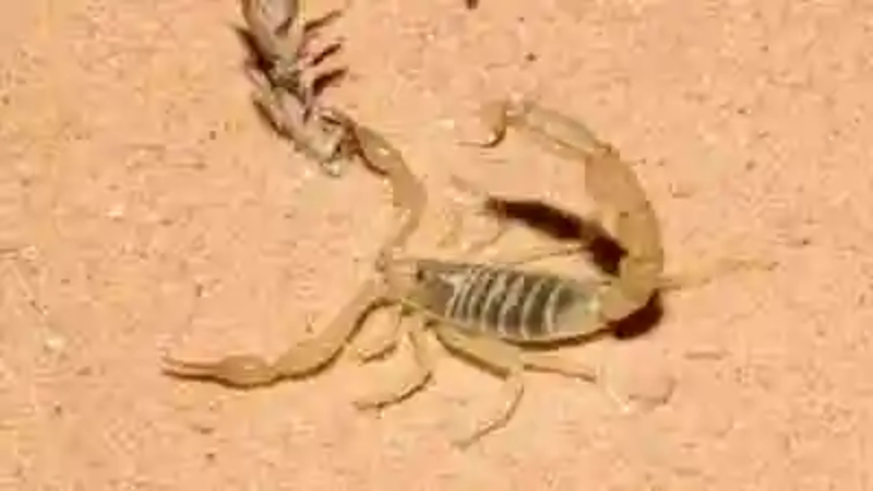 Los escorpiones más venenosos del mundo