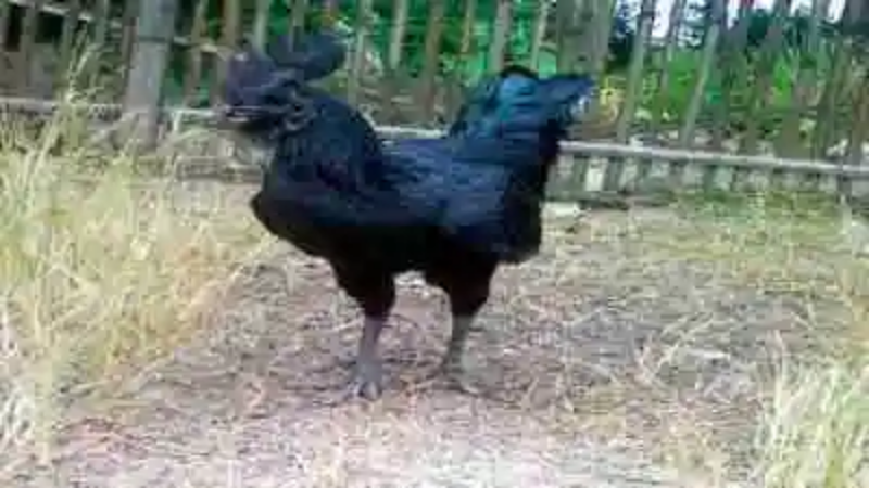 Las gallinas más raras del mundo