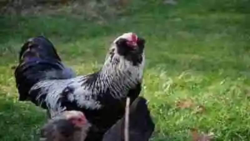 Las gallinas más raras del mundo