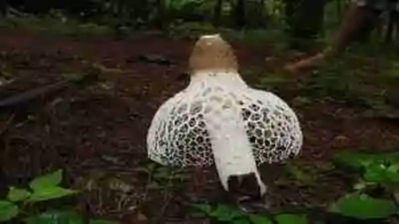 Los hongos más raros del mundo