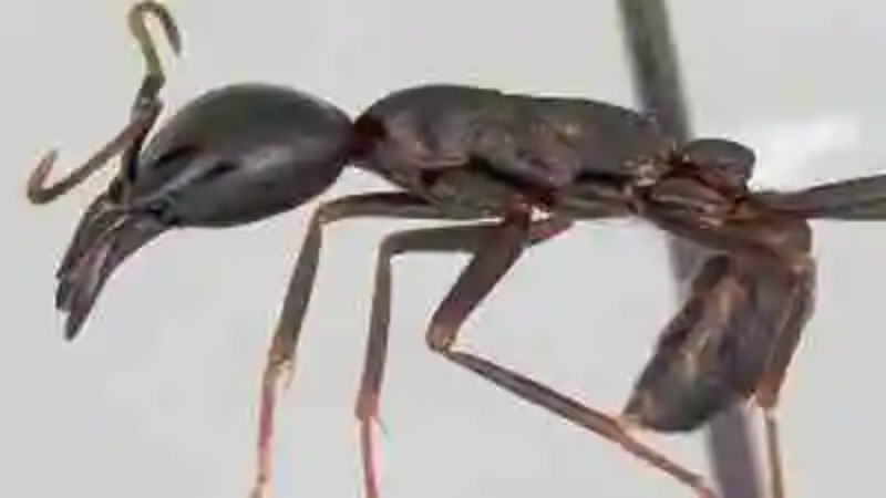 Las hormigas más sorprendentes del mundo