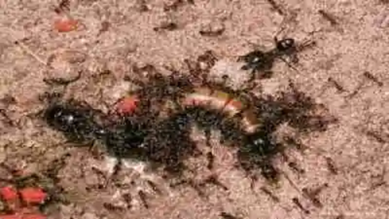 Las hormigas más sorprendentes del mundo