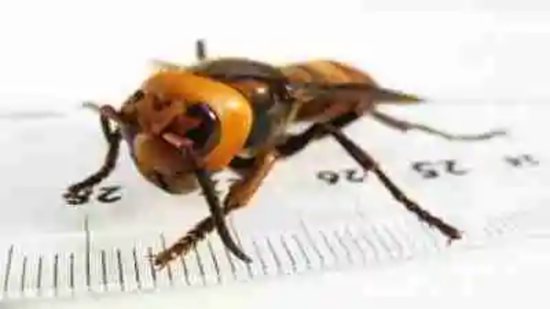 Los insectos más grandes del mundo