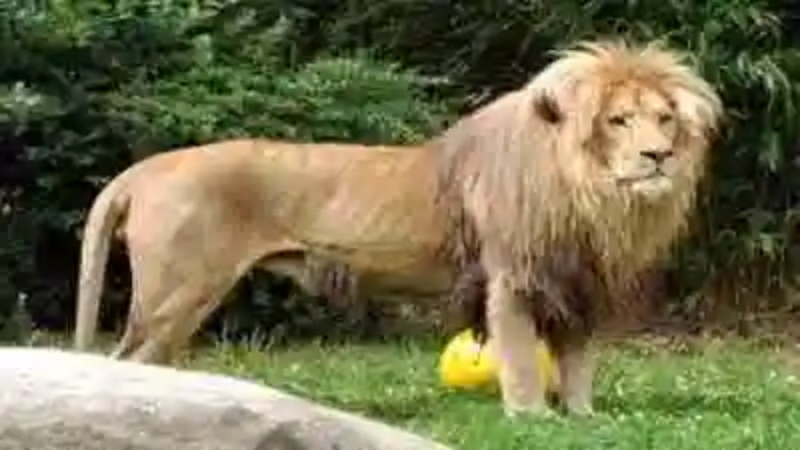 Los leones más famosos del mundo