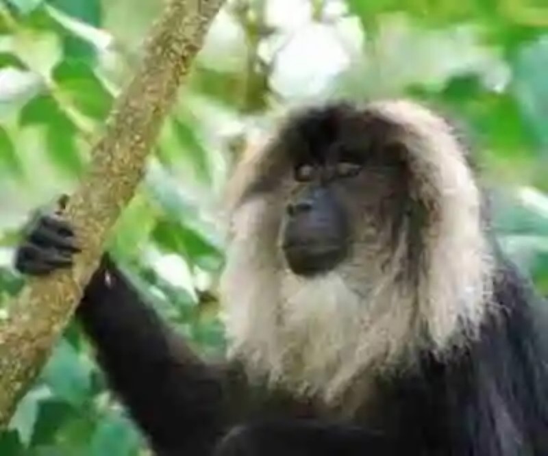 Los monos más raros del mundo