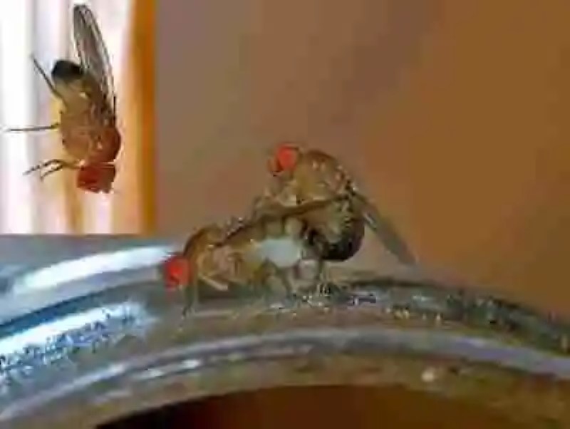 Si una mosca se posa en la comida ¿se debe tirar?
