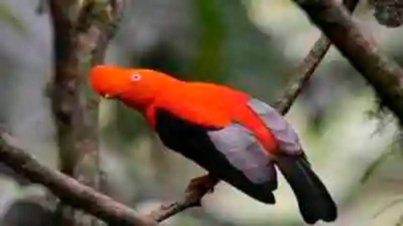 Las aves más exóticas del Amazonas