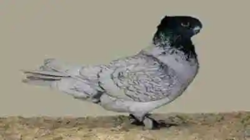 Las razas de palomas más raras del mundo