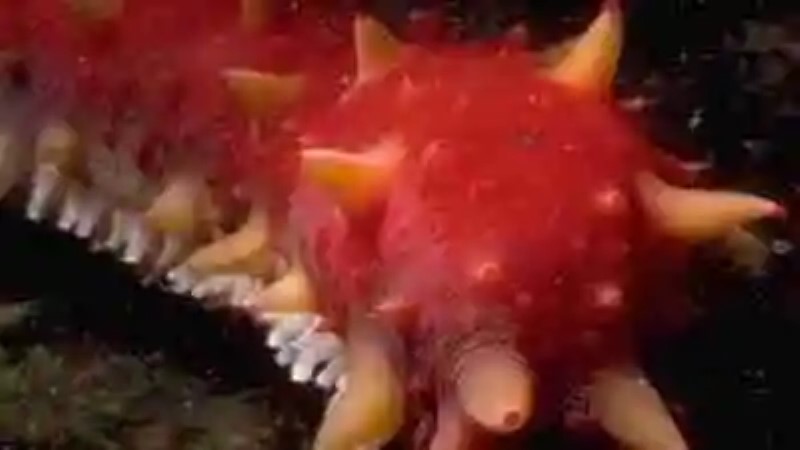 Las criaturas marinas más raras