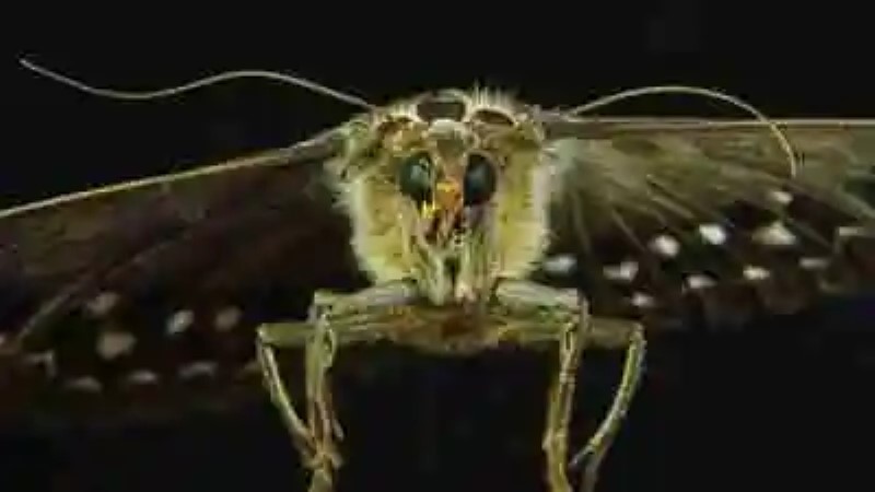 Los insectos más asombrosos del mundo